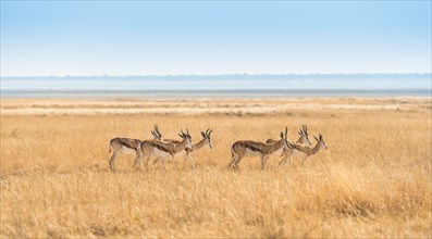 Herd of Springboks (Antidorcas marsupialis) in the grasslands