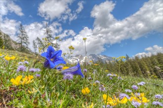 Blooming alpine meadow with Alpine Gentian (Gentiana alpina) at the front