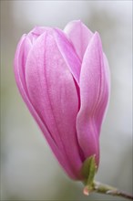 Magnolia (Magnolia)