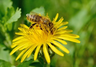 Honey Bee (Apis mellifera) covered with pollen from collecting honey on a Dandelion (Taraxacum sect. Ruderalia)