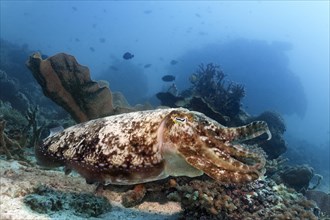 Bbroadclub Cuttlefish (Sepia latimanus) over coral reef