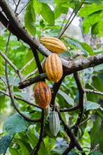 Cocoa tree (Theobroma cacao) with yellow cocoa fruits