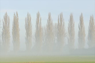 Row of poplars (Populus nigra italica) in the fog