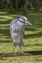 Yellow-crowned Night Heron (Nyctanassa violacea) in a swamp