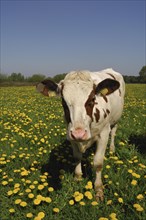 Cow on meadow with dandelions