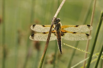 Four-spotted Chaser (Libellula quadrimaculata) covered with dew