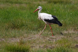 White stork (Ciconia ciconia) Old bird walks over meadow