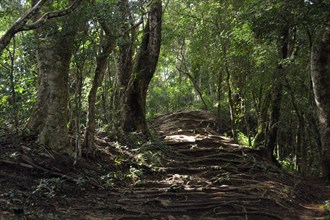 Roots covering a trail in the rainforest