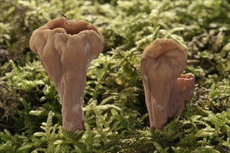 Giant Club Fungus (Clavariadelphus pistillaris)