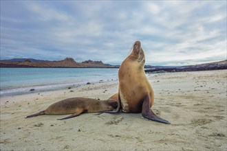 Galapagos Sea Lions (Zalophus wollebaeki)