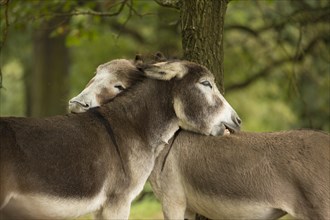 Donkey (Equus asinus asinus) nibbling each other