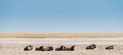 Blue Wildebeest (Connochaetes taurinus) lying in the midday heat