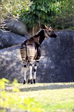 Okapi (Okapia johnstoni)