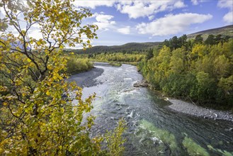 Autumn coloured birch trees on the Abiskojakka river