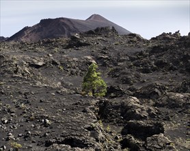 A sole Canary Island Pine (Pinus canariensis) growing in the volcanic landscape