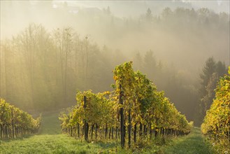 Vineyard in the morning mist