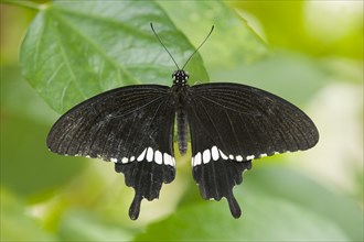 Common Mormon butterfly (Papilio polytes)