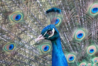 Indian Peafowl or Blue Peafowl (Pavo cristatus)