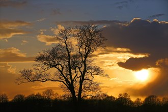 Silhouette of a tree against a cloudy sky at sunset
