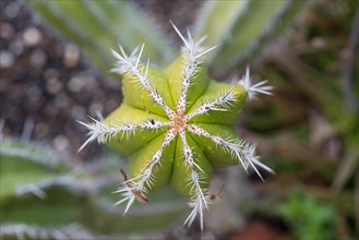 Mexican Giant Cactus or Cardon (Pachycereus pringlei) native to North America