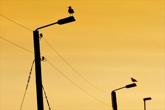Seagulls on power poles