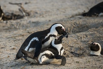 African Penguins (Spheniscus demersus)