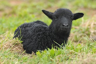 Newborn black lamb on a meadow