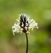 English Plantain (Plantago lanceolata)