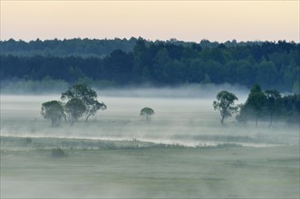 Landscape in morning mist