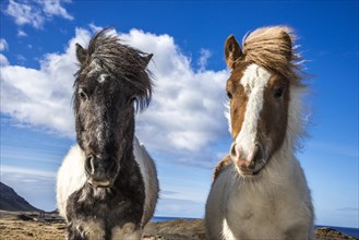 Two Icelandic horses at Hval Fjord or Hvalfjorour