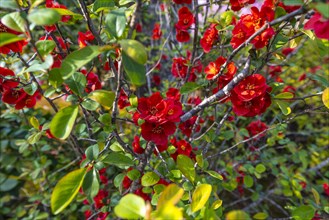 Flowering Japanese quince (Chaenomeles speciosa)