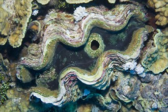 Fluted Giant Clam or Scaly Clam (Tridacna squamosa)