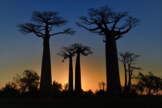 Grandidier's Baobab or Baobab Trees (Adansonia grandidieri) on the Baobab Avenue at sunset