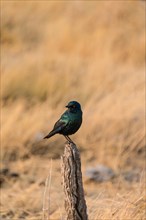 Cape Starling (Lamprotornis nitens) perched on a post