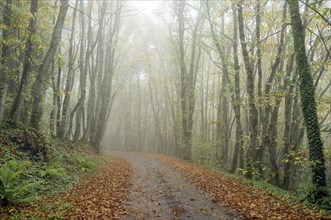 A small road leading through a foggy forest in autumn