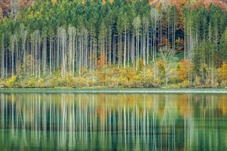 Autumn forest with its reflection in Almsee lake