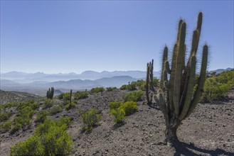 View from a mountain pass onto the barren landscape with a Copao Cactus (Eulychnia acida Phil.)