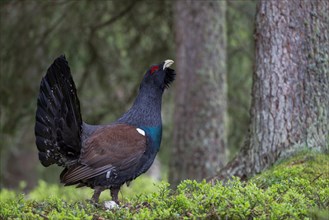 Capercaillie or Western Capercaillie (Tetrao urogallus)