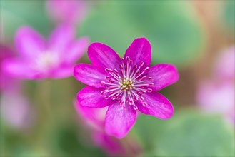 Pink Hepatica or Liverwort (Hepatica)