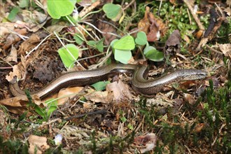 Slow Worm (Anguis fragilis) crawling across the forest floor