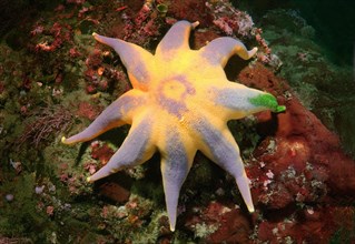 Pacific Sun Star (Solaster pacificus)