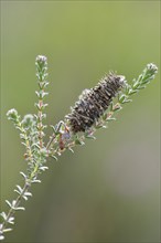 Cocoon of the Hellbrauner Moor-Sacktrager butterfly (Megalophanes viciella)