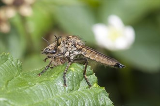 Golden-tabbed Robberfly (Eutolmus rufibarbis) with captured honey bee on a blackberry leaf