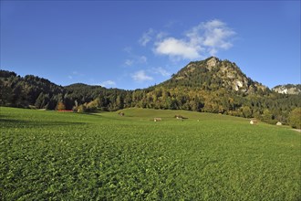Mt Hirschberg