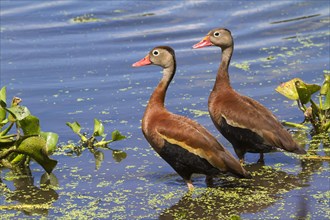 A pair of Black-bellied Whistling Ducks (Dendrocygna autumnalis) in a swamp covered with duckweed