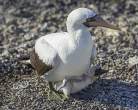 Nazca Booby (Sula granti) on a nest with a chick