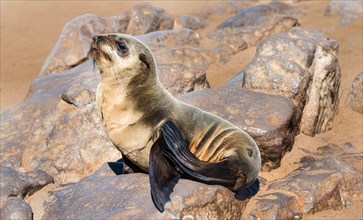 Young Brown Fur Seal or Cape Fur Seal (Arctocephalus pusillus) on a rock