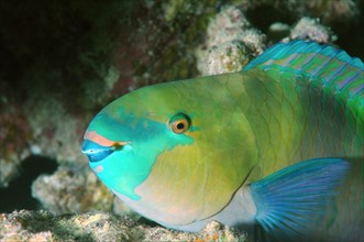 Bleeker's Parrotfish (Chlorurus bleekeri)