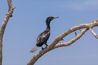 Little Cormorant (Phalacrocorax niger) perched on a tree
