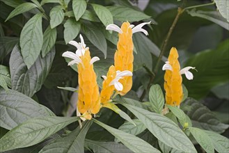 Lollipop Plant or Golden Shrimp Plant (Pachystachys lutea)